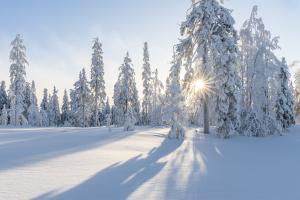 trees, winter, snow-4830285.jpg