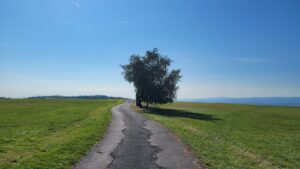 Baum Geba