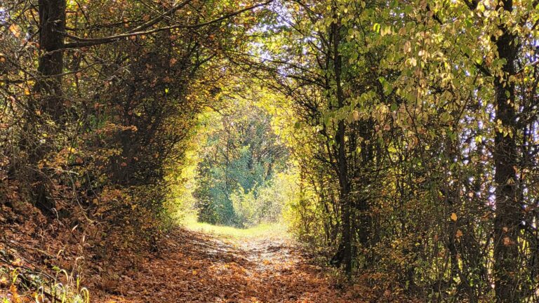 Tunnel im Wald